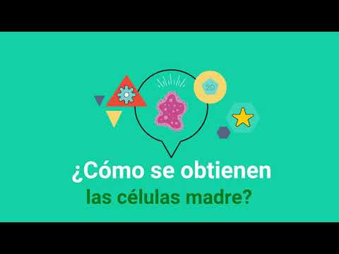 Vídeo: Células Madre En La Homeostasis Y El Cáncer Del Intestino