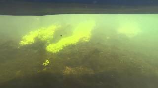 Current River 2014 clear water