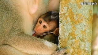 Cute Baby Monkey Cinn Has A Good Time to Milk, Cinn Has A Kindly Mom Cruella Very Care of Her