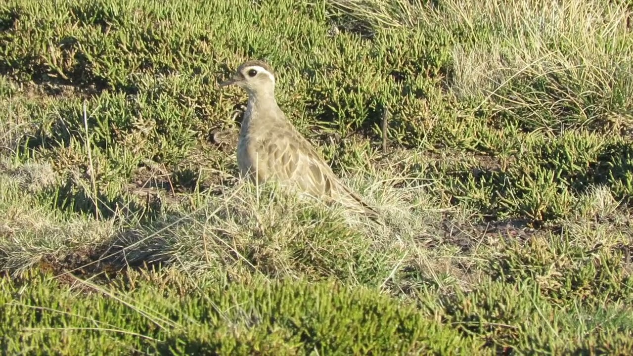 CHORLITO CARAMBOLO Los Portillinos Abril 2021