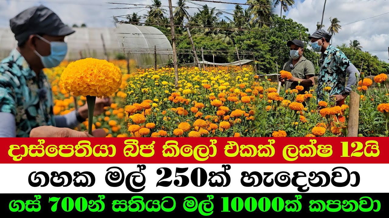 A Blooming Miracle: 10,000 Flowers Weekly from 700 Trees | The Most Expensive Seeds? at 1.2M a Kg