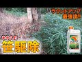 笹を駆除!!除草剤のラウンドアップで永久的な根絶を試みた!!笹退治