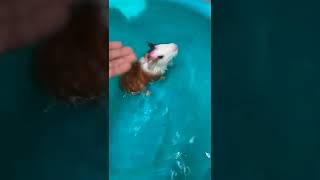 Guinea Pig Is Bathing In The Swimming Pool Short