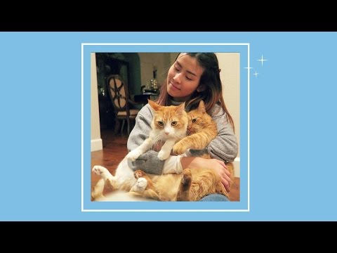 beautycon HOME FOR THE HOLIDAYS // CatCreature