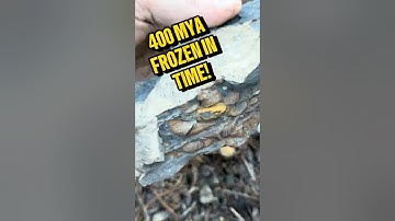 400 Million Years Old Devonian Fossil Layer! #fossilhunting