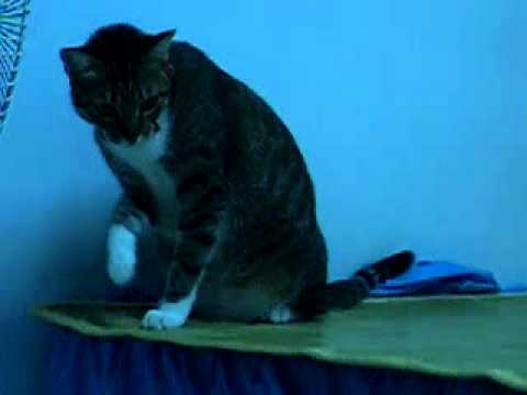 胖貓玩尾巴.flv