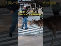Nara japan世界でもここだけか？青信号でシマシマの上を人間と一緒に渡る鹿。　#shorts #奈良公園　# #奈良の鹿 #narapark