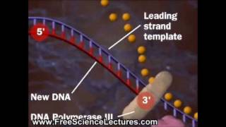 Replicação Da Molécula De Dna - Free Science Lectures Profº Dorival Filho