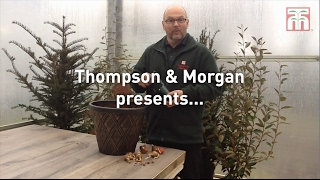 Thompson & Morgan presents the Bulb Planter
