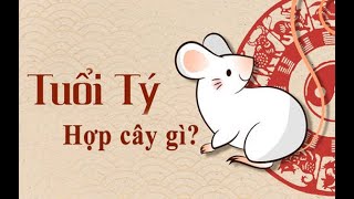 Cách chọn Cây cảnh hợp Phong thủy với người tuổi Tý | Yeucay.vn