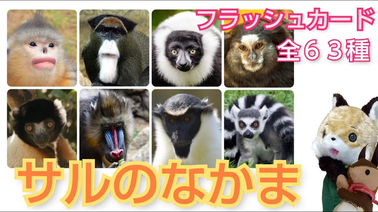 【フラッシュカード】さるの なまえ
