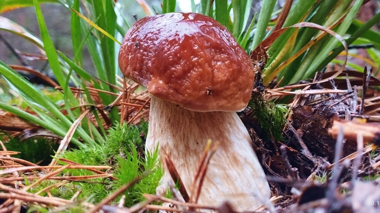 Білі гриби та боровики під дощем Пошук білих грибів в жовтні #boletus #mushroom #грибы #грибочки