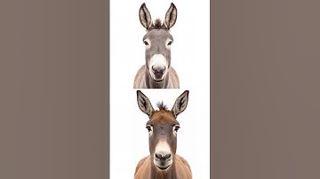What is the difference between Donkeys and Mules? #donkey #mule