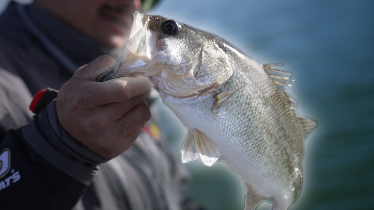 How To Catch Fish Using Forward-Facing Sonar 