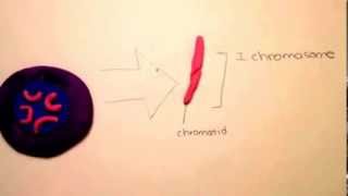 Cell Cycle and Mitosis Claymation Video
