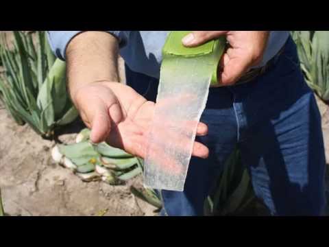 3 Remedios Naturales Para La Dermatitis En Adultos