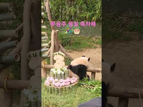 #푸바오 #판다월드 #생일 #shorts