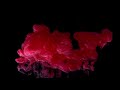 Ink in water. Relaxing video. Video art. 4K Slow Motion - Royalty free stock video/footage