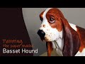 Painting The Basset Hound