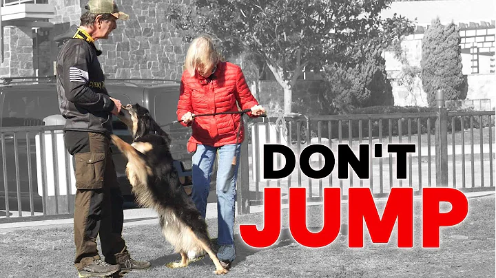 Teach Your Dog NOT TO JUMP on People