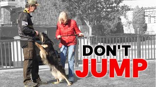 Teach Your Dog Not To Jump On People