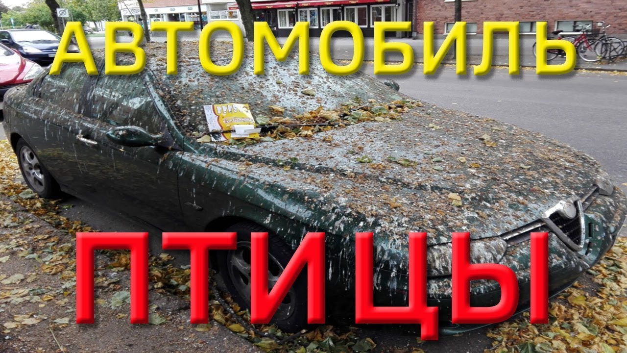 Птица разбилась об машину