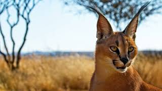 Caracal Sounds Real Calls, Growls & Noises In The Wild