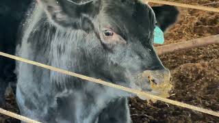 Full HOW BLACK ANGUS BEEF CATTLE ARE RAISED AT MSU 🇺🇸 Update