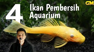 4 Ikan Pembersih Aquarium - No 4 Bisa disatukan dengan Predator