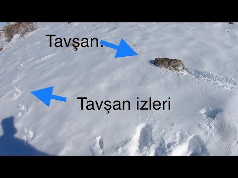 Karda Tavşan Avı ve Keklik Avı,Hare Hunting, Wild Rabbit Hunting,Daliya Shikaar, lov na divi zaĭtsi