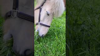 Like she has never eaten before  #shorts #icelandichorse #horse ##horseriding