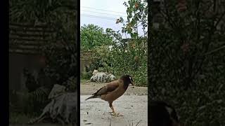 Myna bird calling her family