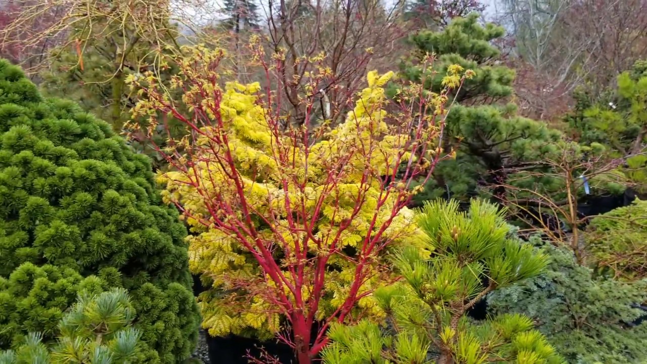 Red Bark Japanese Maple Amazing Maples Crazy Conifers YouTube red-bark-japanese-maple-amazing-maples-crazy-conifers-youtube