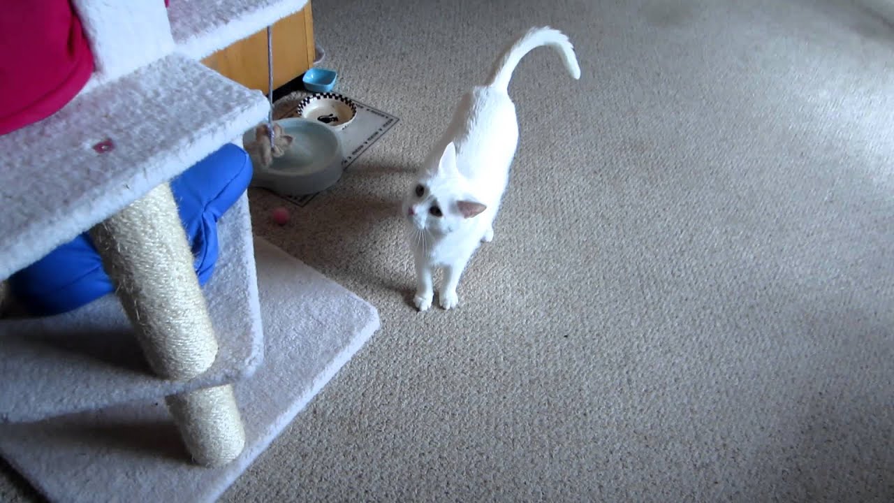 catnip oil Jupiter = So Annoying! ;)