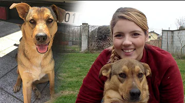Quanto costa il test del Dna per un cane?