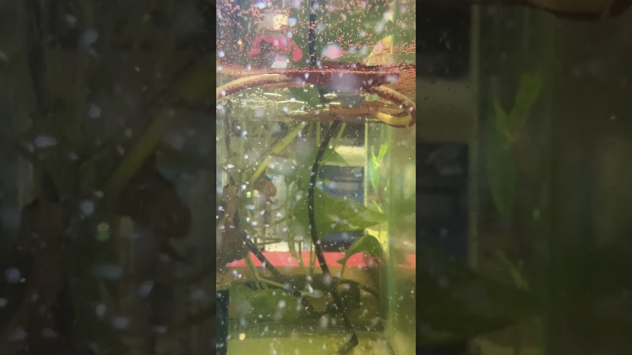 Baby Brine Shrimp in a 5 Gallon Tank