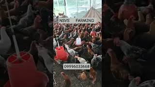 #trend #chicken #freerangechickens #birds #poultryfarming #farming #viral #murga #farm #trending
