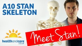 Meet The Anatomical Model Skeleton Stan A10