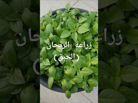 زراعة الريحان أو الحبق من البذور نباتاتي زراعة زراعةمنزلية ريحان حبق 
