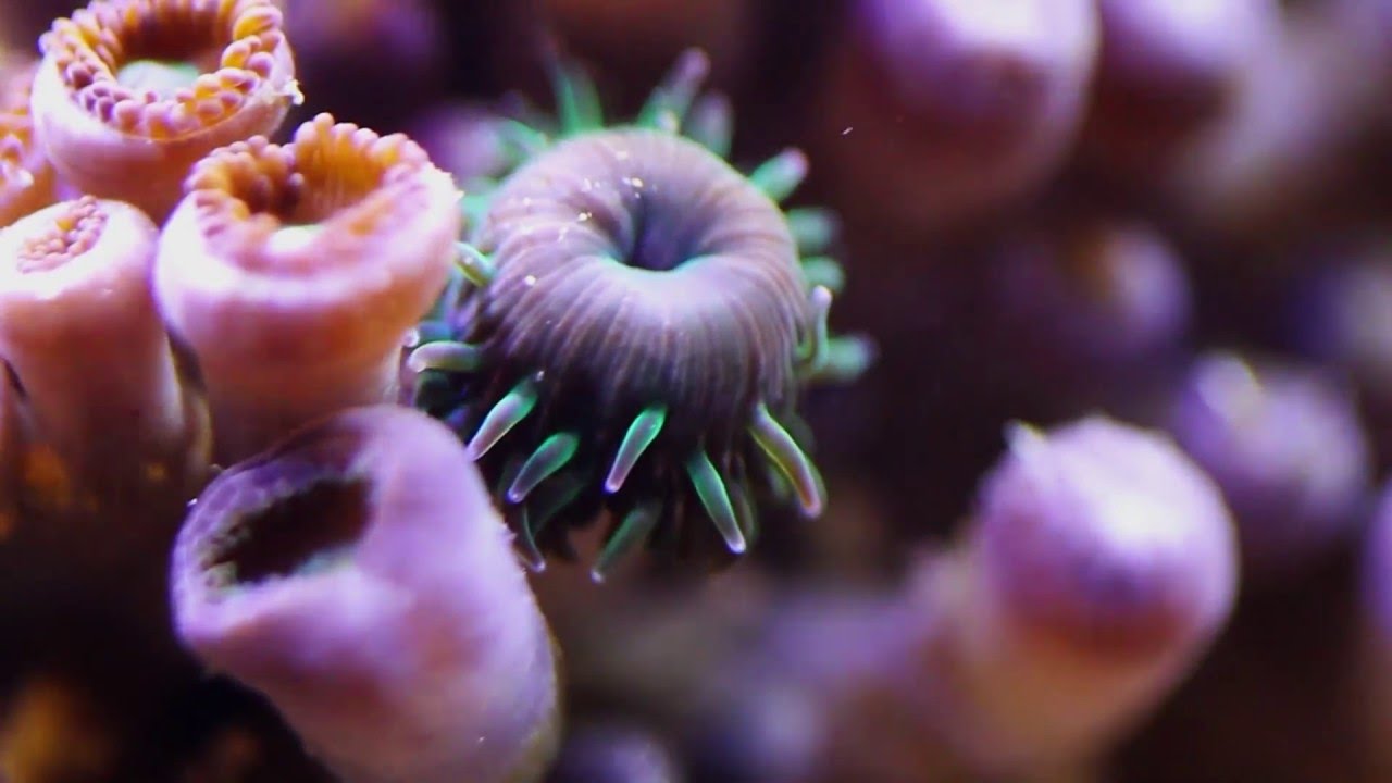 Marine Coral Moving Macro Close Up