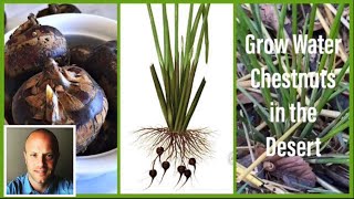 How to Grow Water Chestnuts! Tutorial!