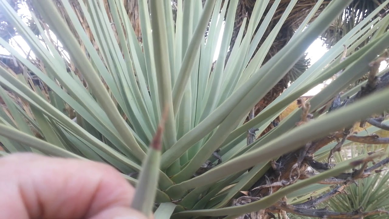 A retreat no more! Abandoned desert "Dude Ranch" Swimming  Anyone? 😊