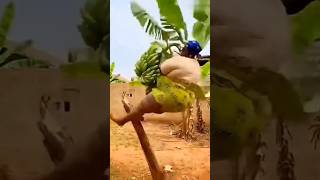 20 February 2026#কি জোরে পরে গেলাম #😭😭#shortsviral #vairalvideos #cow #tiktok 🥱😭🤪👉