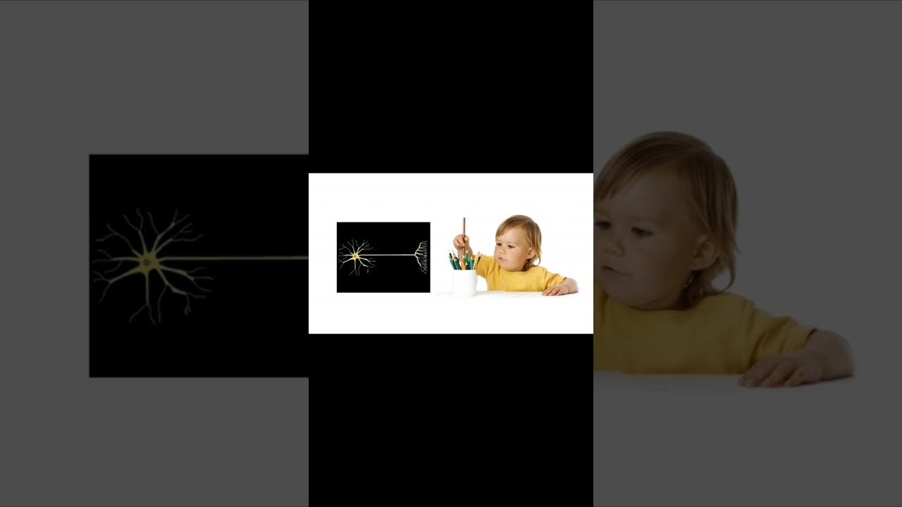 Nervous System | Central and Peripheral Nervous System ( CNS & PNS) | Neuron | Organs of Nervous Sys