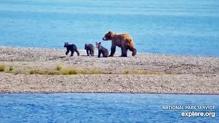 25 Jun 2026: 132 Arrives with Three Cubs (explore.org)