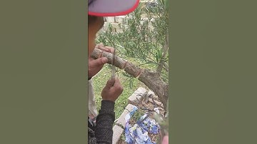 kĩ thuật bổ nhể khi làm tùng la hán của nghệ nhân nam định #bonsai #bonsaimini