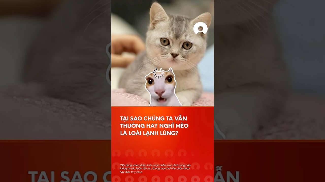 Táº¡i sao chÃºng ta váº«n thÆ°á»ng hay nghÄ© mÃ¨o lÃ  loÃ i láº¡nh lÃ¹ng? #mÃ¨o #why