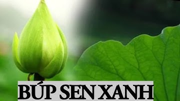 BÚP SEN XANH