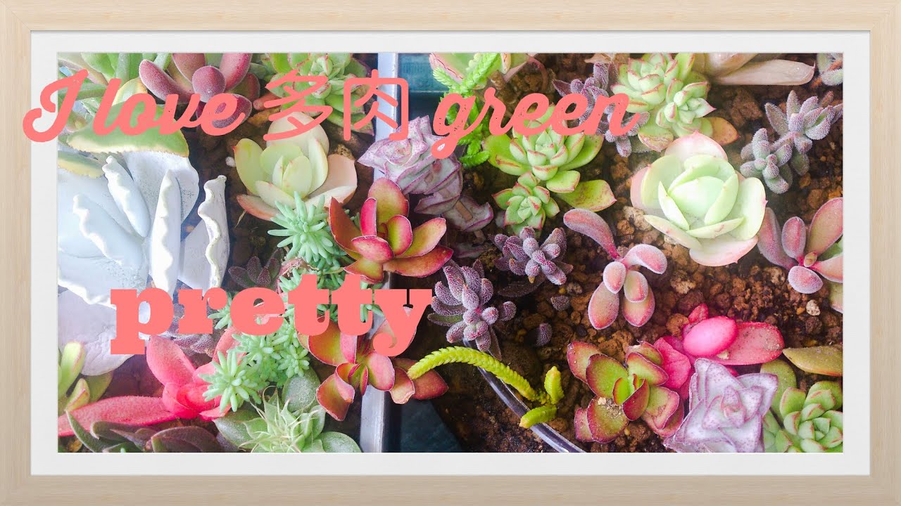 【楽天市場】多肉植物 かわいいの通販