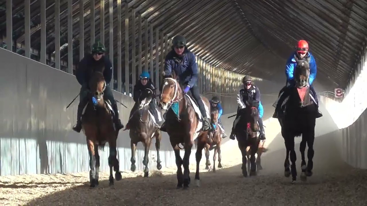 【株式会社エクワインレーシング】アシェット24  調教 坂路 2026/2/24撮影【調教動画】